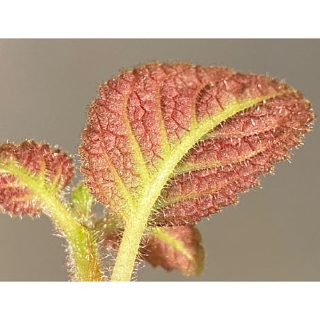 Pearcea hypocyrtiflora from Rio Napo Ecuador [tanakay] 赤葉脈