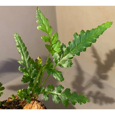Bolbitis sp. from Siberut [LA]