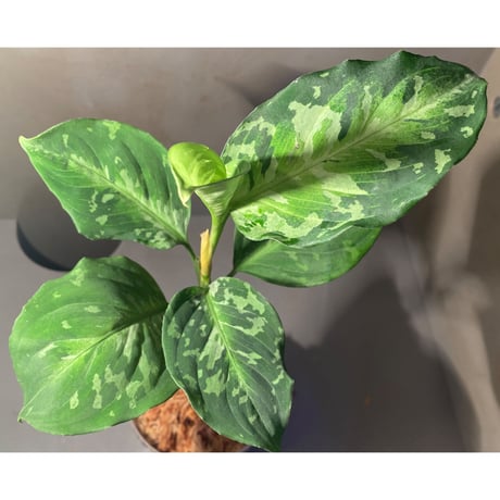 Aglaonema pictum モザイク CW1302  from Sumatra barat [TB]