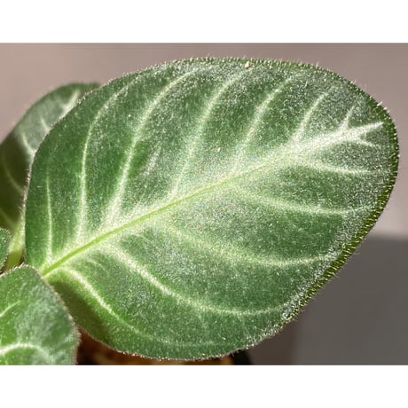Codonoboea cf. pumilla from Riau sumatera [LA1119-02]
