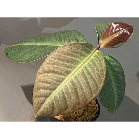(大株) Ardisia sp. from Saripoi [LA0515-02]