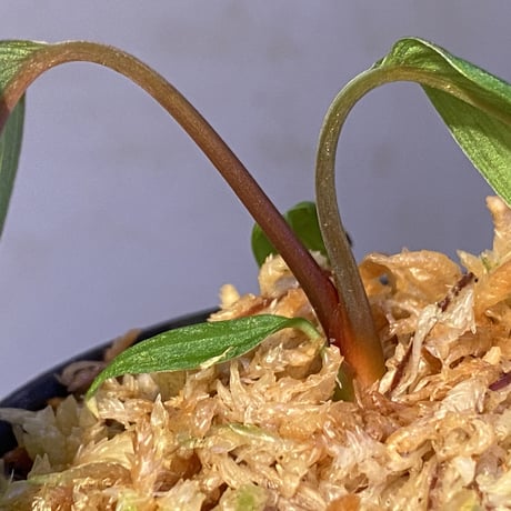 Homalomena plicata "Aceh selatan" Aceh Sumatra [TB]