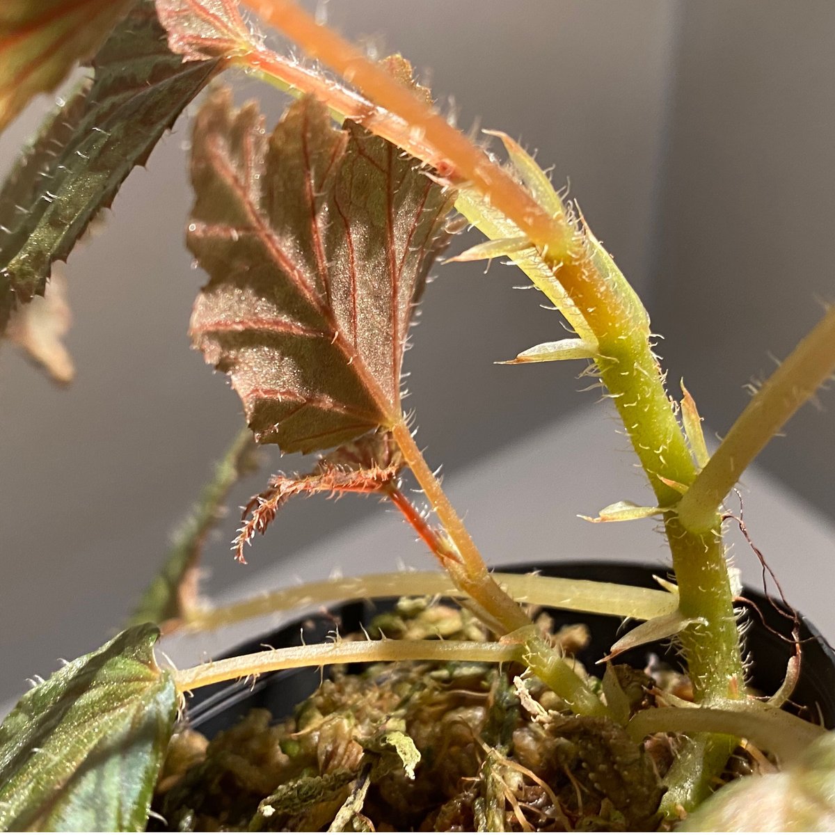 Begonia cv. Jaggy [LA0314-00-f1] | M・R・G・R