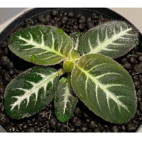 Codonoboea cf. pumilla from Riau sumatera [LA1119-02]