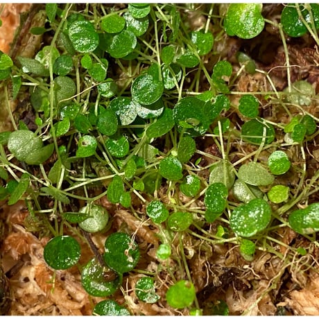 Peperomia emarginella from Colombia [LA0316-03] ①