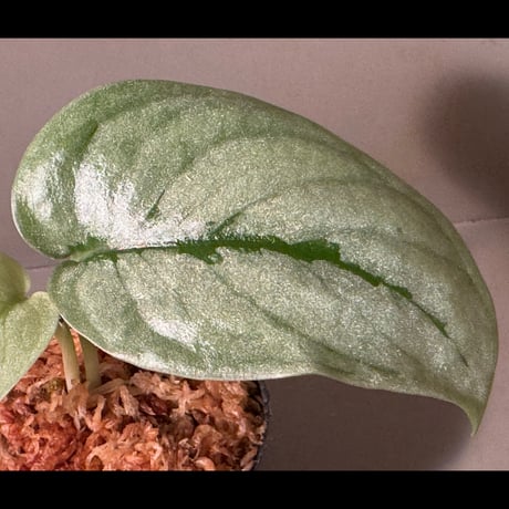 Scindapsus sp. from Tambunan Sabah Borneo