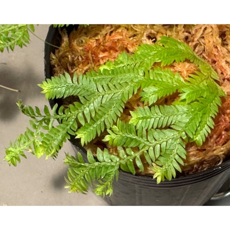 Selaginella sp. from Iquitos Peru [tanakay]