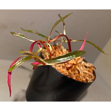 Sonerila linearis from Kedah Malaysia [LA0717-02]