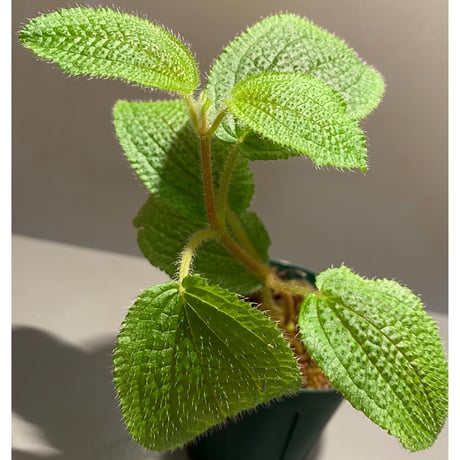 Phyllagathis sp. from Dong Nai province south Vietnam