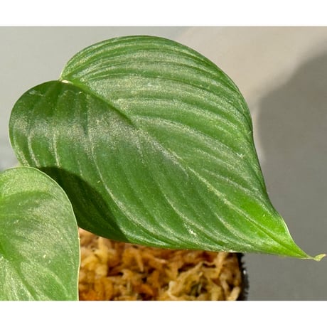 Homalomena sp. "Aceh selatan" Aceh Sumatra [TB] ②