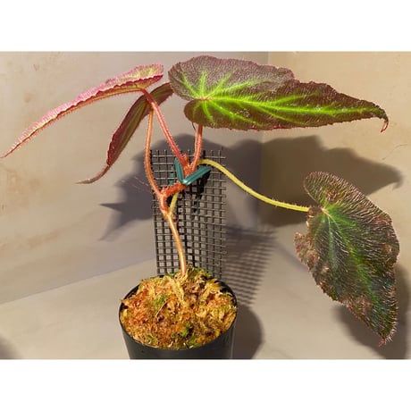 Begonia sp. from Sumatera Utara [HW0816-01]