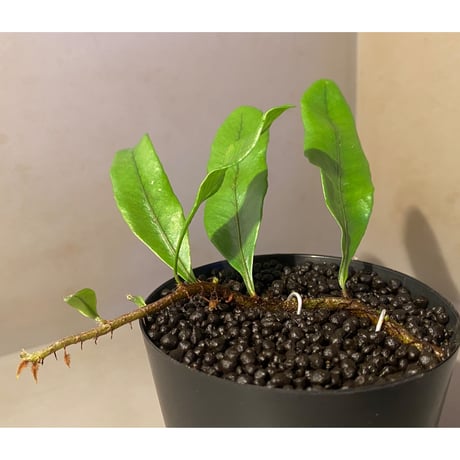 Microgramma nitida 伊藤蟻植物農園