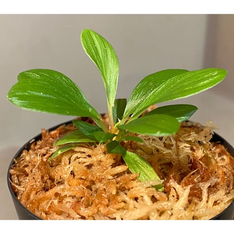 Homalomena sp. [LA0317-z-r]