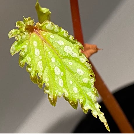 Begonia penrissenensis from Gunung Penrissen Sarawak