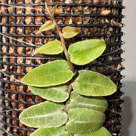 Marcgravia sp. from Iquitos Peru [tanakay]