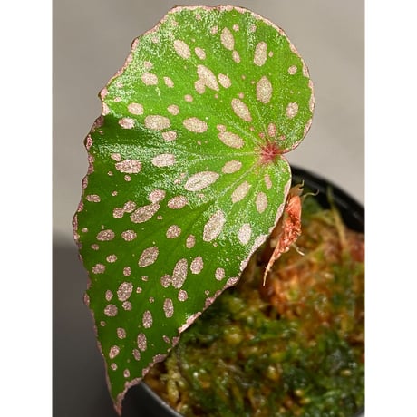 Begonia sp. from Tawau [TK071116-2]