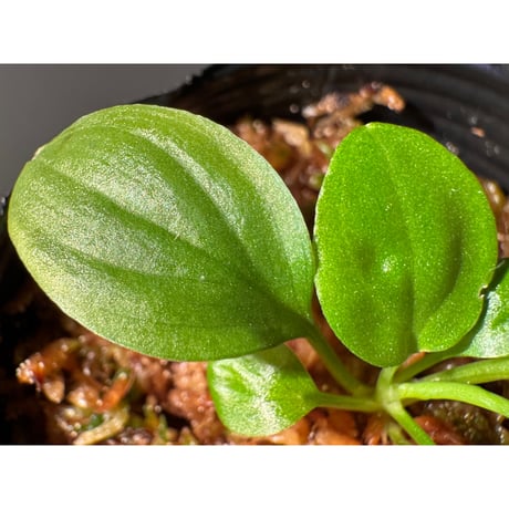 Homalomena sp. "Kayu Lapis" White Kal-barat [TB]