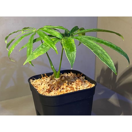 Anthurium polyschistum from Napo Ecuador [tanakay]