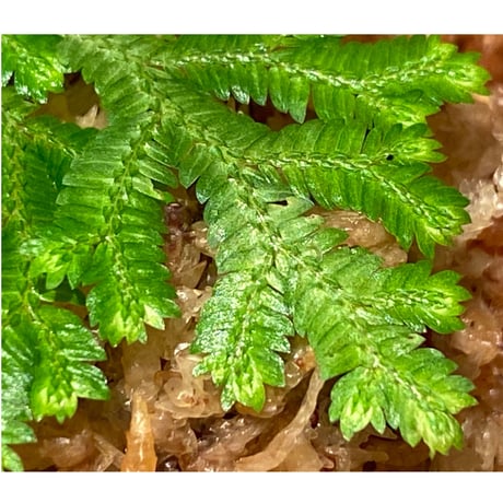 Selaginella biformis [STRINGE PLANTS]