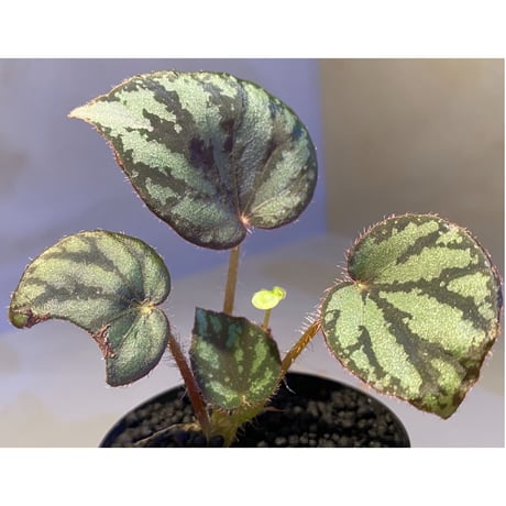 Begonia luzonensis