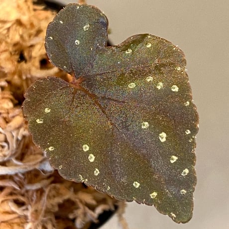 Begonia integrifolia from  Satun Thailand