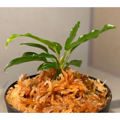 Homalomena sp. "Euclase" from Riau sumatera [LA0518-02]