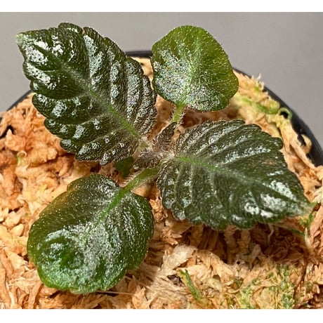 Nautilocalyx sp. 伊藤蟻植物農園