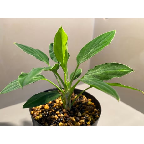 Homalomena sp. "Muara wahau" Green from Kal-timur [TB]