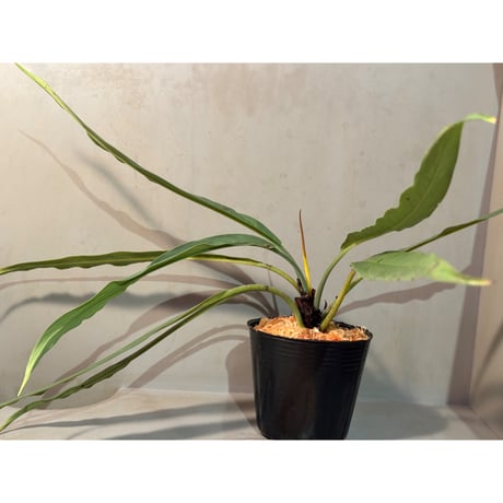 Schismatoglottis sp. from Melawi