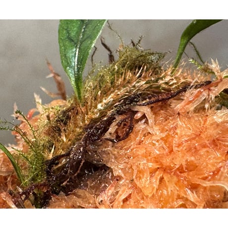 Microgramma lycopodioides from Guatemara 伊藤蟻植物農園