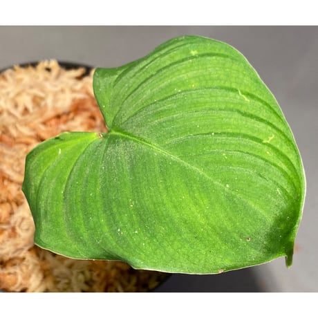 Philodendron fibraecataphyllum
