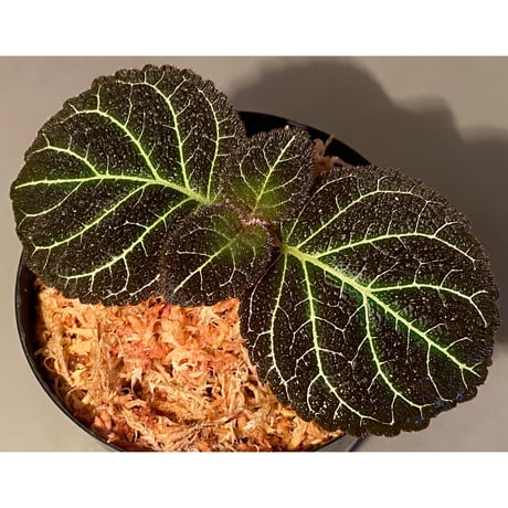 Pearcea hypocyrtiflora from Rio Napo Ecuador [tanakay] 白葉脈