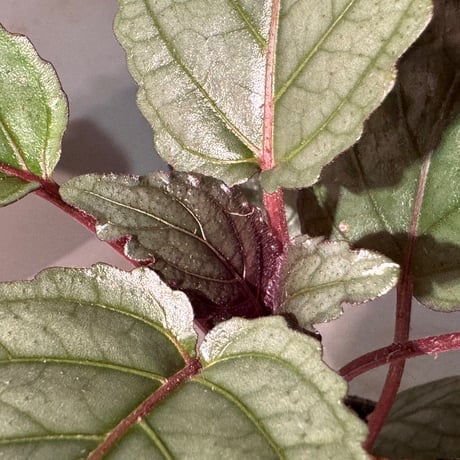 Hemigraphis alternata from Pulau Nias [HW0819-02]