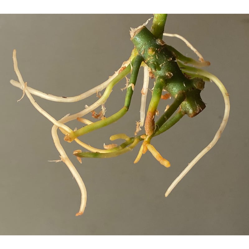 Aglaonema pictum from Aceh sumatera [LA0121-01z