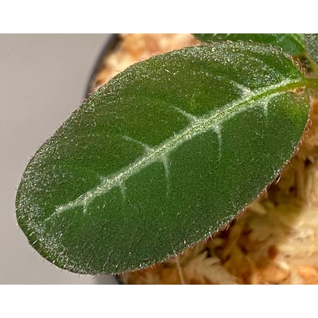 Codonoboea cf. pumilla from Riau sumatera [LA1119-02]