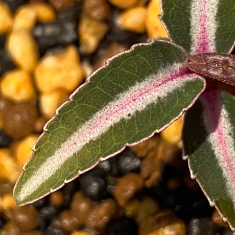 Labisia sp. from Kapuas hulu Kalimantan barat