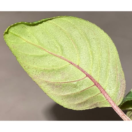 Gesneriaceae gen. from Kalimantan Barat