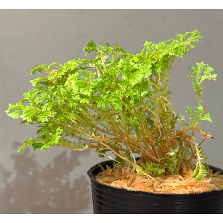 Selaginella sp. from Bogor West Java
