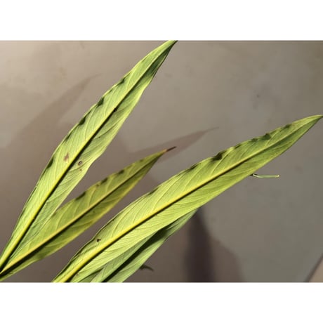 Schismatoglottis sp. from Melawi