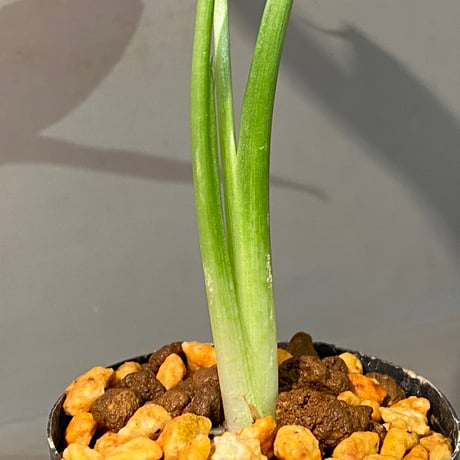 Schismatoglottis sp. from Jambi sumatera