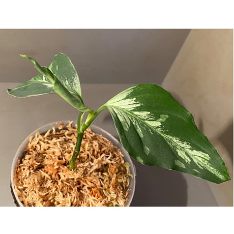 Aglaonema pictum “Purple Rain” BNN from Sibolga timur ［AZ0516-2e］