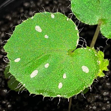 Begonia sp. from Rahad Datu [TK081116-1]