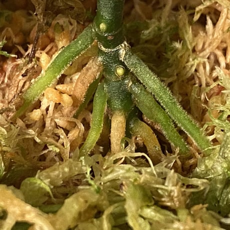 (本タグ付き) Aglaonema pictum " White-Devil" JCS from Pulau Nias [AZ0715-2]
