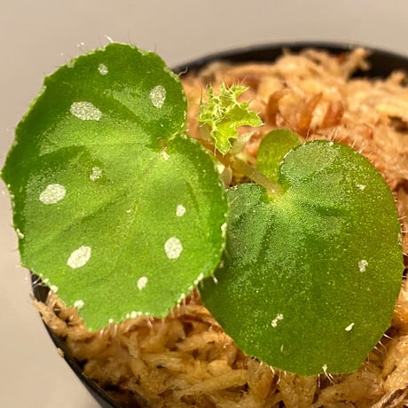Begonia sp. from Rahad Datu [TK081116-1]