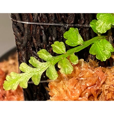 Teratophyllum aculeatum from Nanga pinoh [TB]