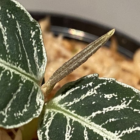 Ardisia sp. from Aceh Selatan [HW0816-03]
