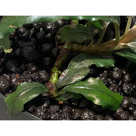 (脇芽付き)Bucephalandra sp. from West Kalimantan