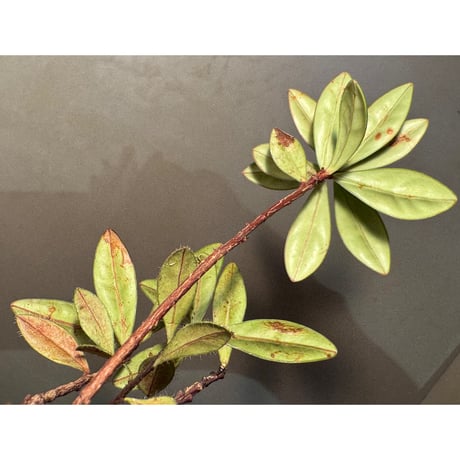 Agapetes cf. malipoensis from Sin Ho, Lai Chau Vietnam