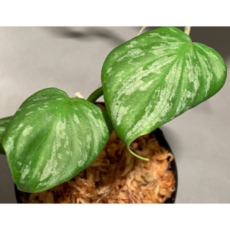 Philodendron sp. from Iquitos Peru [tanakay]