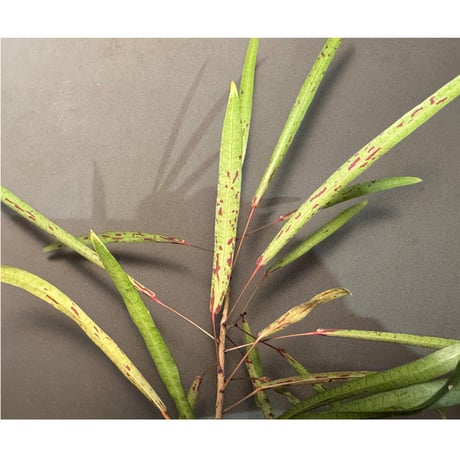 Codiaeum peltatum ニューカレドニア 中央山脈 標高600m付近 [KSB]